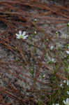 Pine barren stitchwort